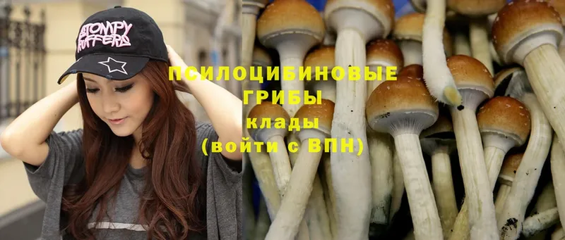 Псилоцибиновые грибы Psilocybe  купить наркотик  Мурино 